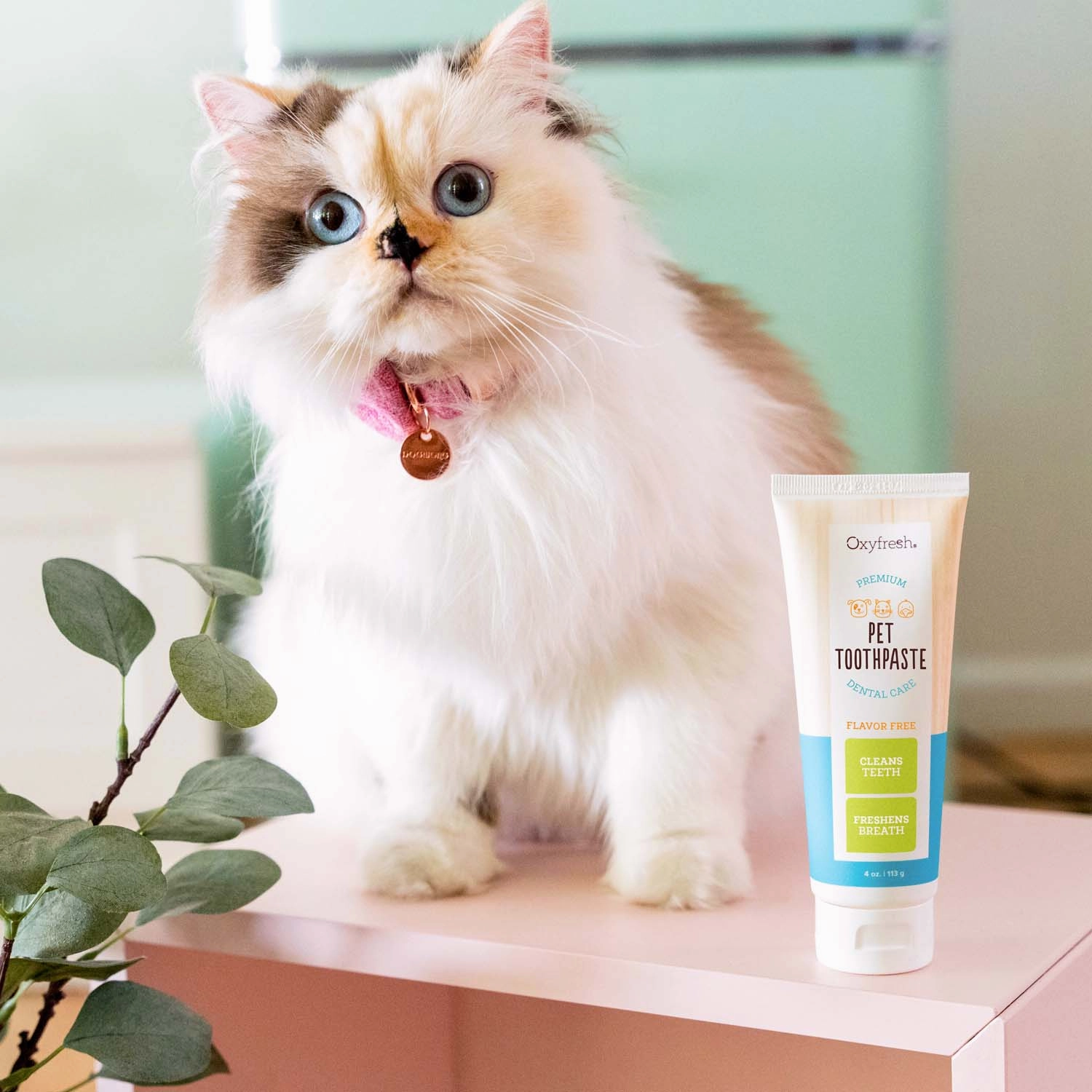 Pet Plaque Fighting Toothpaste & Brush
